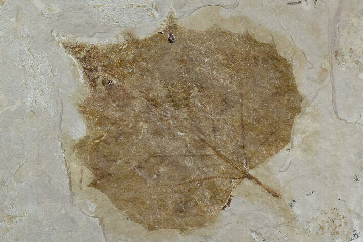 Fossil Sycamore Leaf (Platanus) - Nebraska #130422